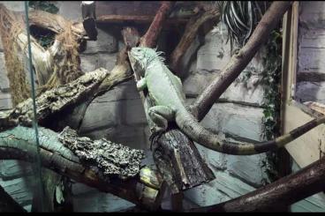 other lizards kaufen und verkaufen Photo: Leguan Dame, an 5* zuhause abzugeben 