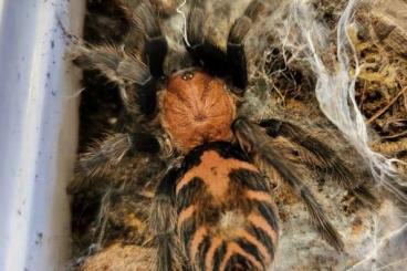 Vogelspinnen kaufen und verkaufen Foto: 0.1 Davus pentaloris Vogelspinnen kaufen und verkaufen Foto: 0.1 Davus pentaloris