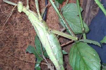 Insects kaufen und verkaufen Photo: malaiische Riesengespenstschrecken Phasmiden zu verkaufen