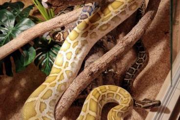 Snakes kaufen und verkaufen Photo: 1.0 Hybrid anakonda / 0.1 hypo tigerpython