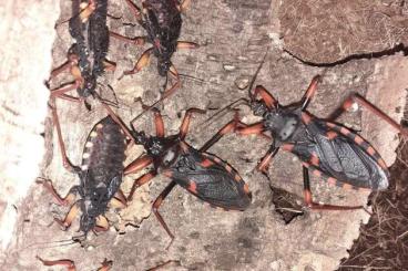Insects kaufen und verkaufen Photo: psytalla horrida nymphs   