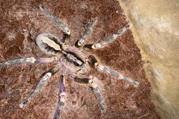Spinnen und Skorpione kaufen und verkaufen Foto: Diverse Spinnen zum Verkauf 