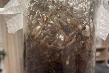 Feeder animals kaufen und verkaufen Photo: Drosophila Futtertiere für Dendobrates 