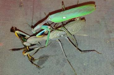 Insects kaufen und verkaufen Photo: Spodromantis viridis ootechas, L1 -L2 nymphs 