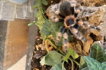 Spinnen und Skorpione kaufen und verkaufen Foto: SUCHE  Brachypelma hamorii w. 5FH