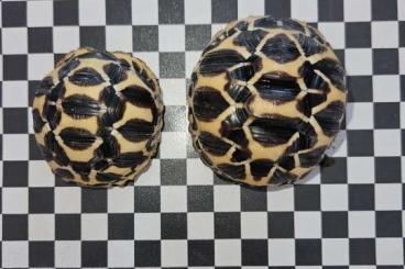 Landschildkröten kaufen und verkaufen Foto: Sternschildkröten - Geochelone Elegans 