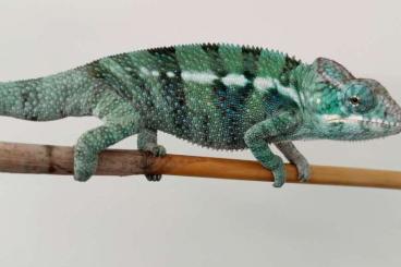 Chamaeleons kaufen und verkaufen Photo: chameleon Furcifer Pardalis Ambanja, Ambilobe, Nosy Be