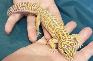 Geckos kaufen und verkaufen Photo: Leopardgeckopärchen ca. 4,5 Jahre Alt