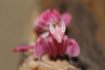 Insects kaufen und verkaufen Photo: Breeder4Breeders list Mantide - Gottesanbeterin - Mantis