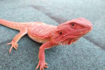 Bearded dragons kaufen und verkaufen Photo: Bartagame rot 1 Jahr alt 
