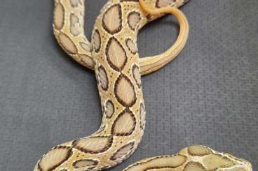 Venomous snakes kaufen und verkaufen Photo: 1.1 Russel's vipers Daboia russelii