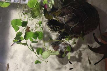 Turtles kaufen und verkaufen Photo: Chinesische Dreikielschildkröte abzugeben (Kostenlos mit Aquarium etc)