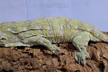 Geckos kaufen und verkaufen Foto: Rhacodactylus Leachianus Nuu Ami f2 gen pure no mix Geckos kaufen und verkaufen Foto: Rhacodactylus Leachianus Nuu Ami f2 gen pure no mix