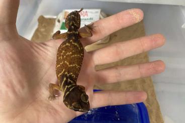 Geckos kaufen und verkaufen Foto: 1.1 nephrurus levis levis