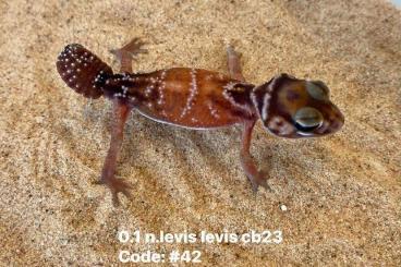 Geckos kaufen und verkaufen Foto: Nephrurus levis group available 