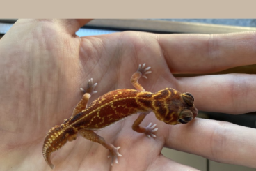 Geckos kaufen und verkaufen Foto: Nephrurus available for hamm 