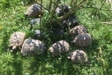 Tortoises kaufen und verkaufen Photo: Abgabe weibliche u. männliche Testudo hermanni boettgeri