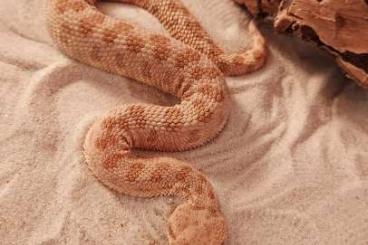 Venomous snakes kaufen und verkaufen Photo: 1,1 Cerastes cerastes Egypt CB 23