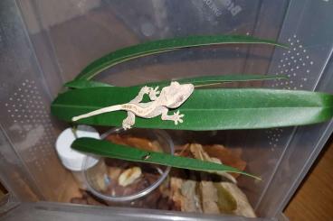 Geckos kaufen und verkaufen Photo: Kronengecko, C. ciliatus, harlekin, pinstripe, portholes, diff. Morph