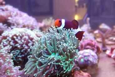Wirbellose fürs Aquarium kaufen und verkaufen Foto: Verschiedene Korallen abzugeben