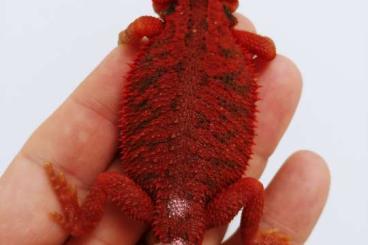 Echsen kaufen und verkaufen Foto: Pogona vitticeps Red Monster Bloodlines Echsen kaufen und verkaufen Foto: Pogona vitticeps Red Monster Bloodlines