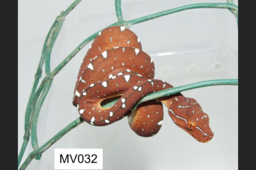 Pythons kaufen und verkaufen Photo: CB 03.2022 Morelia viridis Jayapura x Biak/Cyclops zum verkauf