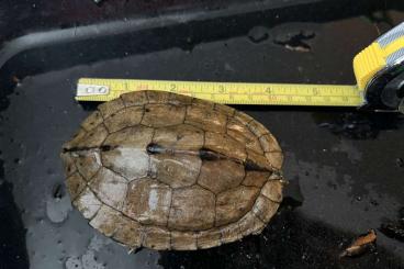 Sumpfschildkröten kaufen und verkaufen Foto: 10cm Mini Schildkrote - ca. 20-25 Jahre alt Kostenlose abzugeben