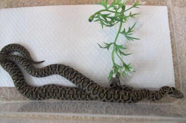 Venomous snakes kaufen und verkaufen Photo: Montivipera raddei en wagneri 