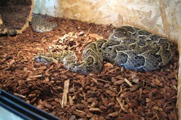 Venomous snakes kaufen und verkaufen Photo: Bitis arietans lake nakuru 