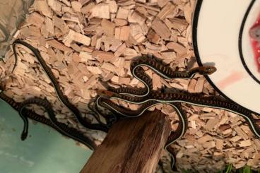 Schlangen kaufen und verkaufen Foto: Thamnophis Sirtalis concinnus cb22