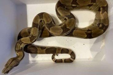 Snakes kaufen und verkaufen Photo: Boa Constrictor imperator zu verschenken 