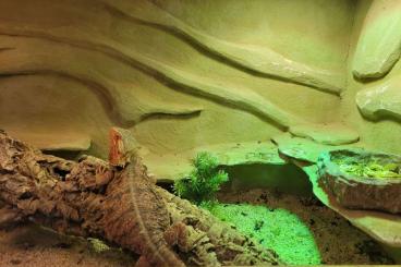 Bearded dragons kaufen und verkaufen Photo: Bartagame mit Terrarium und Zubehör