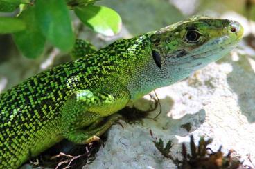 Echsen kaufen und verkaufen Foto: Suche Lacerta Viridis 0,1,0 Echsen kaufen und verkaufen Foto: Suche Lacerta Viridis 0,1,0