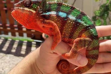 Chamaeleons kaufen und verkaufen Photo: chameleon Furcifer Pardalis - AMBILOBE 1+1