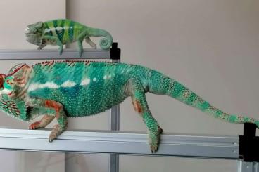 Chamaeleons kaufen und verkaufen Photo: Chameleon Furcifer Pardalis - NOSY BE
