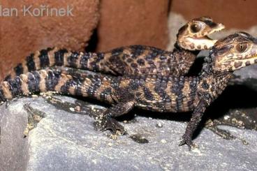 other lizards kaufen und verkaufen Photo: Glattstirn Kaiman paleosuchus palpebrosus 0.1