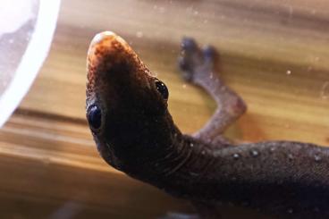 Geckos kaufen und verkaufen Photo: zwergtaggeckos (lygodactylus conraui) 2x, mit Terrarium und Ausstattun