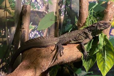 Lizards kaufen und verkaufen Photo: HYDROSAURUS WEBERI COUPLE