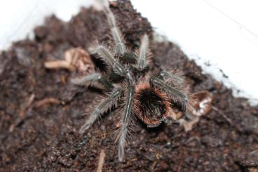 Spiders and Scorpions kaufen und verkaufen Photo: Vogelspinnen mit Lebensgarantie 