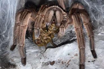- bird spiders kaufen und verkaufen Photo: SUCHE Vogelspinnen Männchen
