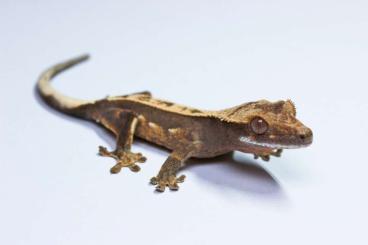 Geckos kaufen und verkaufen Foto: 0.0.1 Correlophus Ciliatus, Kronengecko, crested gecko 