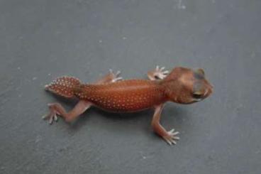 Geckos kaufen und verkaufen Foto: Nephrurus pilbarensis varius morph 