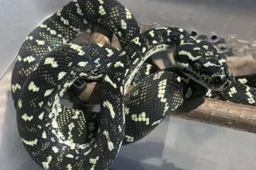 Schlangen kaufen und verkaufen Foto: Morelia spilota & Atheris squamigera Schlangen kaufen und verkaufen Foto: Morelia spilota & Atheris squamigera