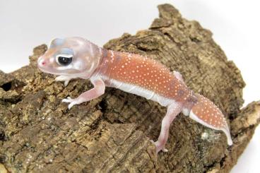 Geckos kaufen und verkaufen Foto: Nephrurus levis levis, chahoua, leopard gecko