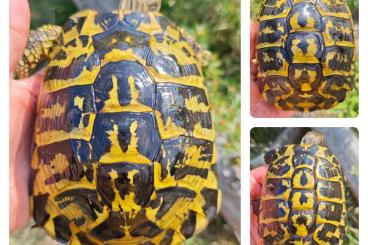 Schildkröten kaufen und verkaufen Foto: Testudo Hermanni Hermanni Sicilië Nebrodi Schildkröten kaufen und verkaufen Foto: Testudo Hermanni Hermanni Sicilië Nebrodi