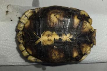 Schildkröten kaufen und verkaufen Foto: Verkaufe Kinixis Beliana Beliana Schildkröten kaufen und verkaufen Foto: Verkaufe Kinixis Beliana Beliana
