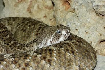 Schlangen kaufen und verkaufen Foto: Suche Male Crotalus Atrox Schlangen kaufen und verkaufen Foto: Suche Male Crotalus Atrox