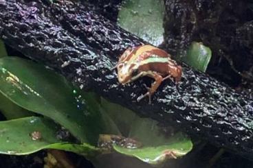 Poison dart frogs kaufen und verkaufen Photo: Dreistreifenblattsteiger - Epipedobates Tricolor