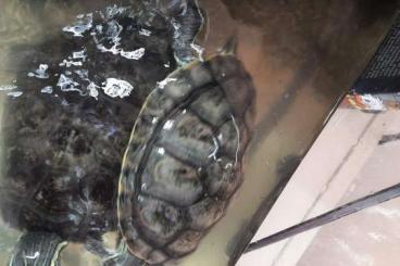 Sumpfschildkröten kaufen und verkaufen Foto: 2 Sumpfschildkröten mit Becken, Pumpe und Heizung