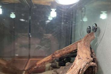 Bearded dragons kaufen und verkaufen Photo: Bartagame 1 Jahr alt mit terrarium
